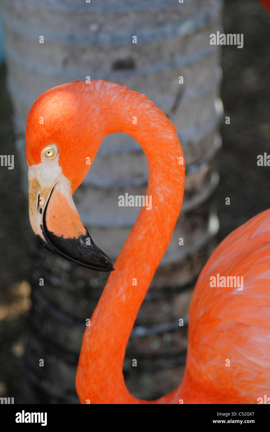 Un ritratto di un fenicottero dei Caraibi nome latino Phoenicopterus ruber Foto Stock