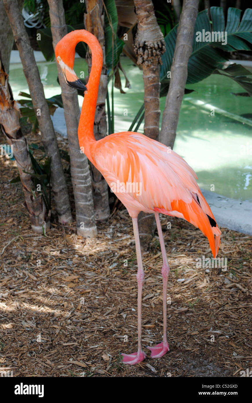 Un ritratto di un fenicottero dei Caraibi nome latino Phoenicopterus ruber Foto Stock