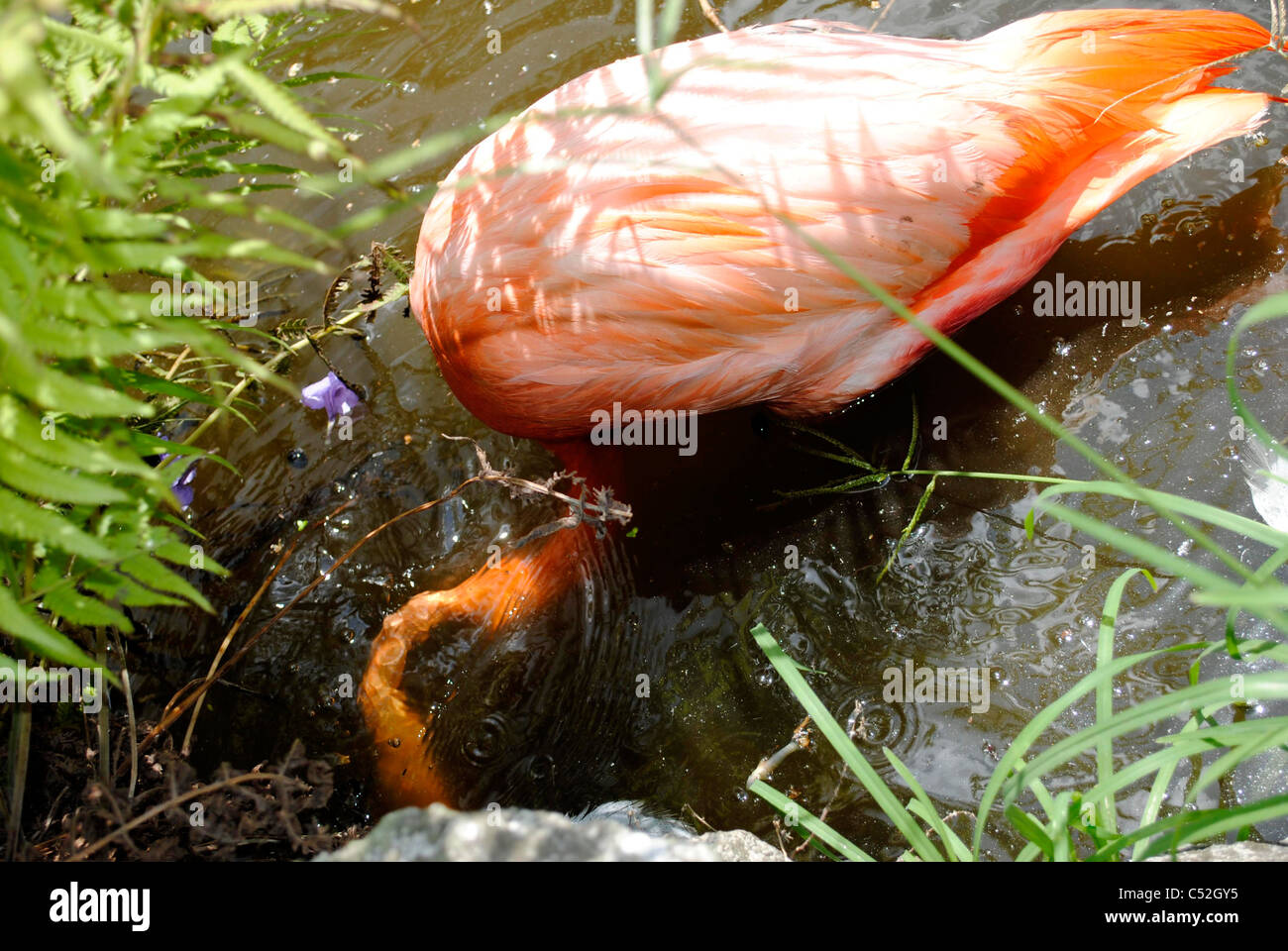 Caraibi flamingo nome latino Phoenicopterus ruber l'alimentazione Foto Stock