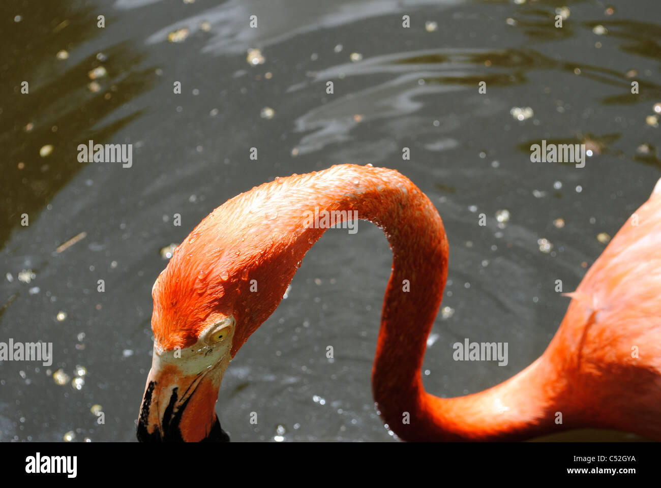 Caraibi flamingo nome latino Phoenicopterus ruber Foto Stock