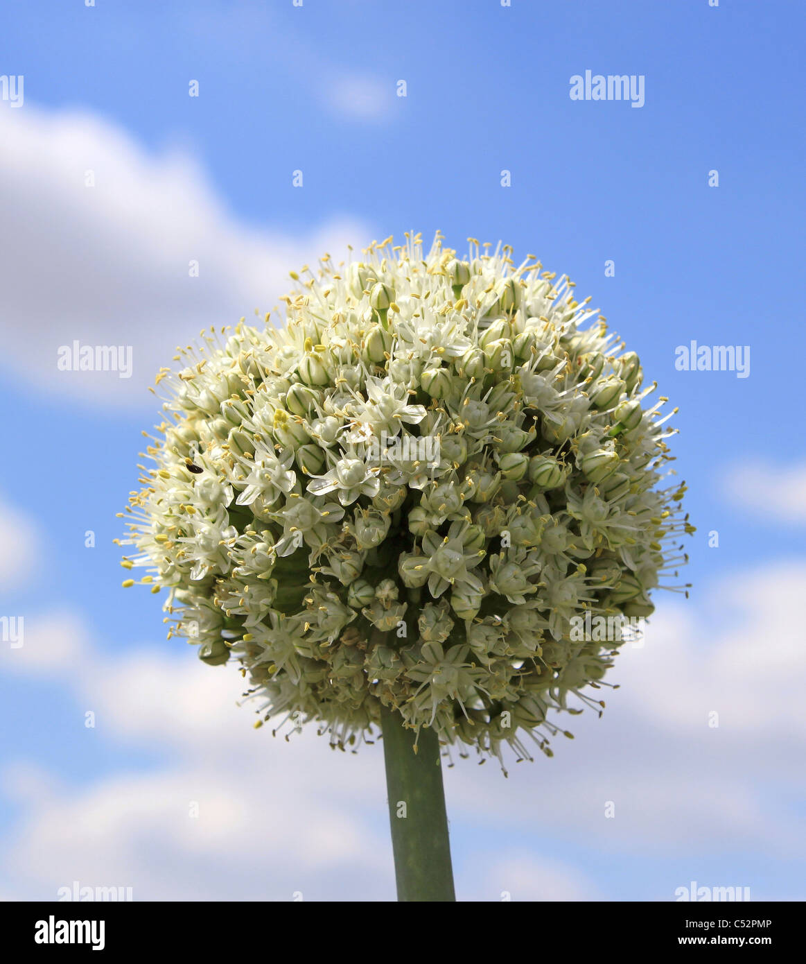 Un fiore di cipolla close-up di un cielo blu sullo sfondo Foto Stock