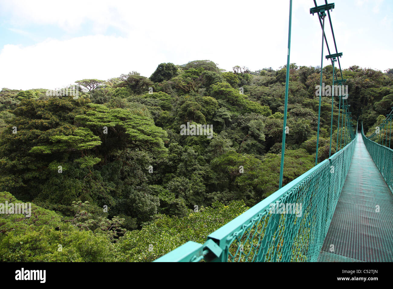 Uno dei ponti sul cloud forest albero canopy a Monteverde Cloud Forest, Costa Rica, America Centrale Foto Stock