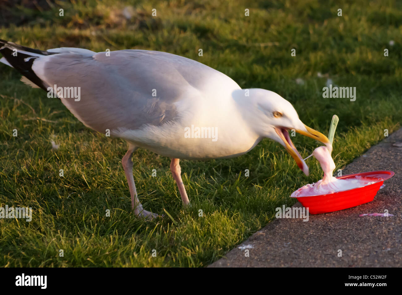 Seagull a mangiare il gelato Foto Stock