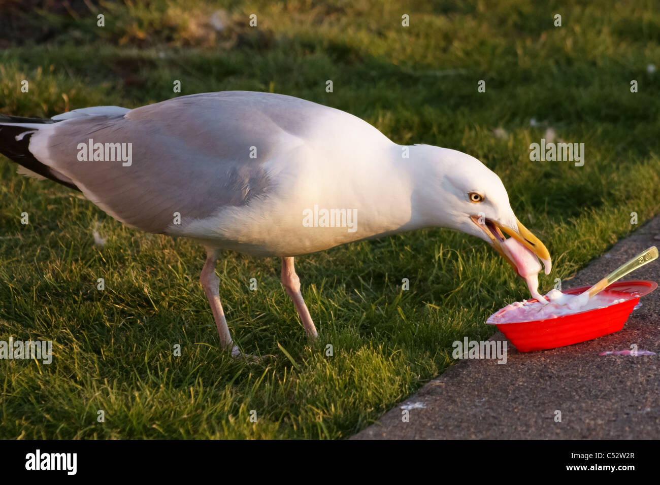 Seagull a mangiare il gelato Foto Stock