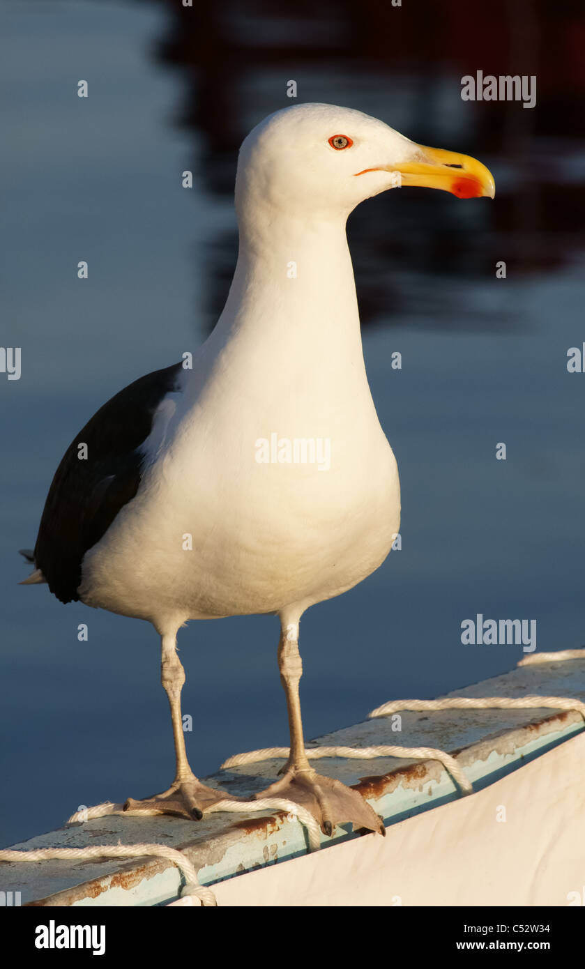 Seagull in piedi Foto Stock