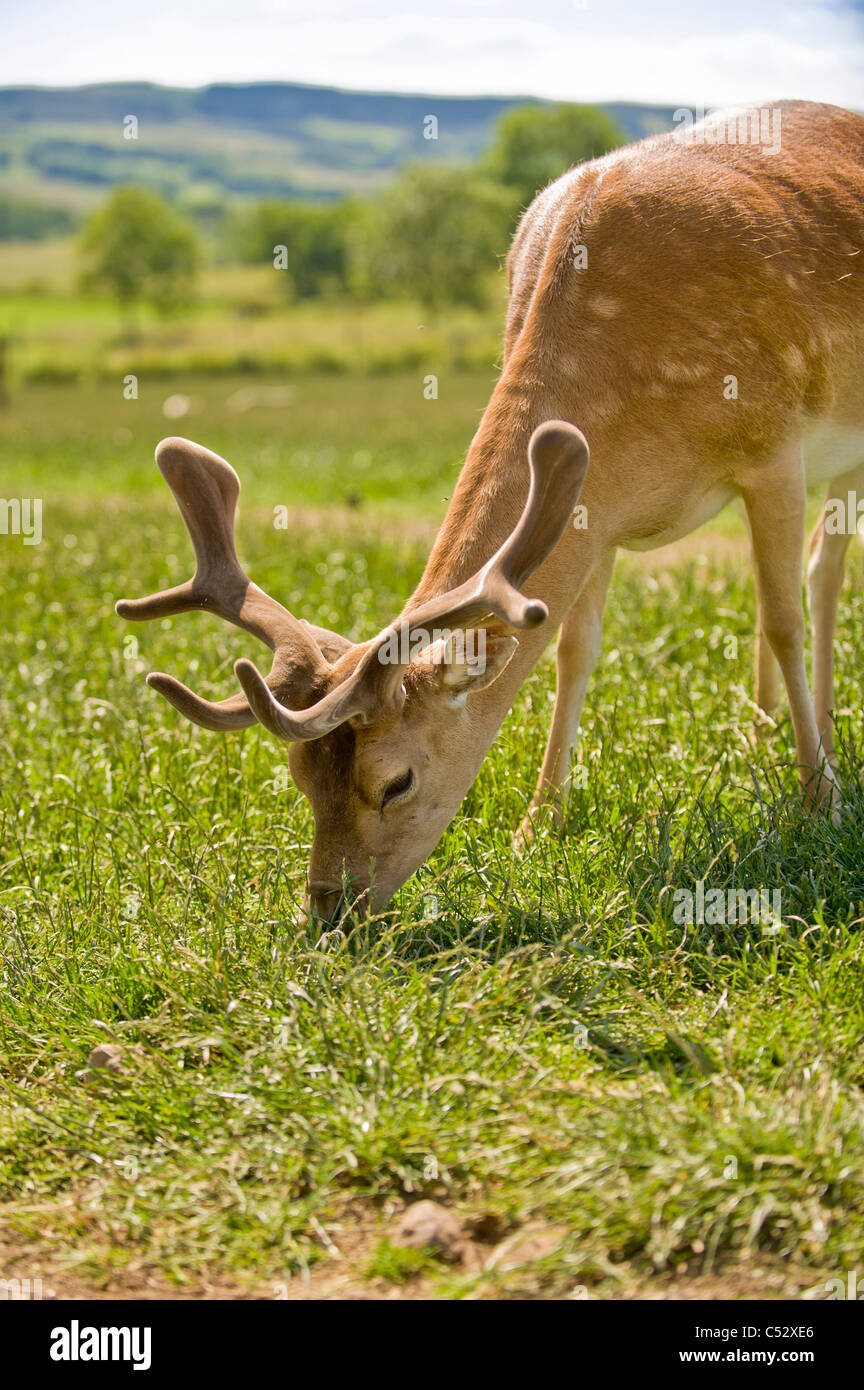 Giovane cervo maschio con corna di velluto che pascola in un campo britannico in una calda giornata di sole. Foto Stock