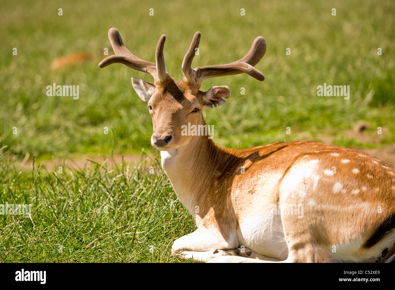 Giovane cervo maschio con corna di velluto seduta in un campo britannico Foto Stock