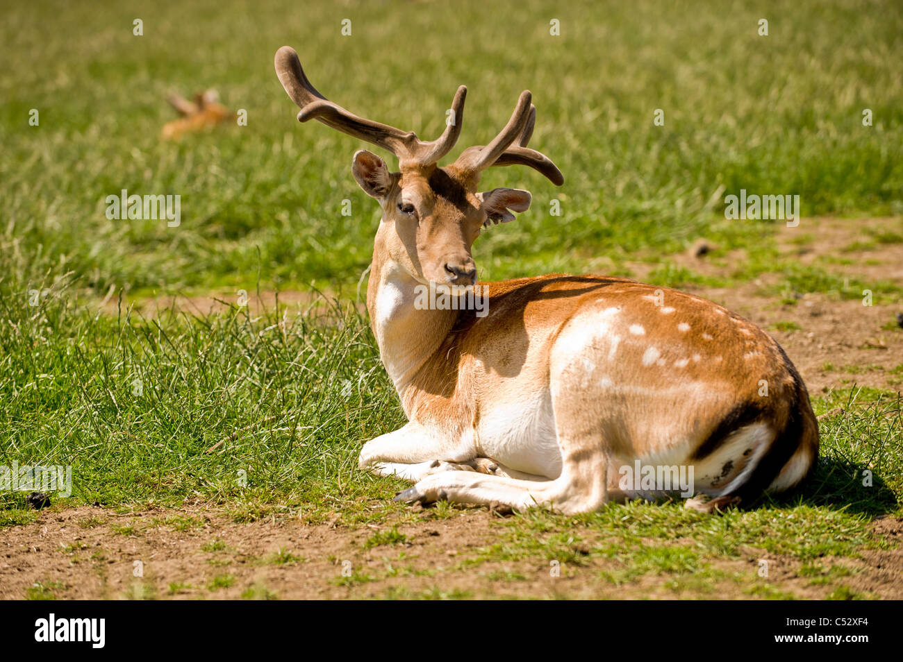 Giovane cervo maschio con corna di velluto seduta in un campo britannico Foto Stock