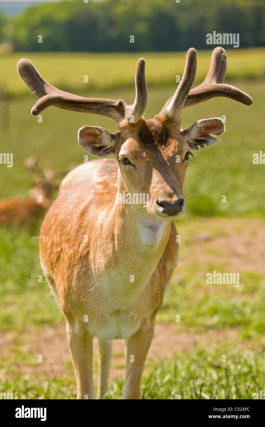 Giovane cervo maschio con corna di velluto in piedi in un campo britannico guardando la telecamera. Foto Stock