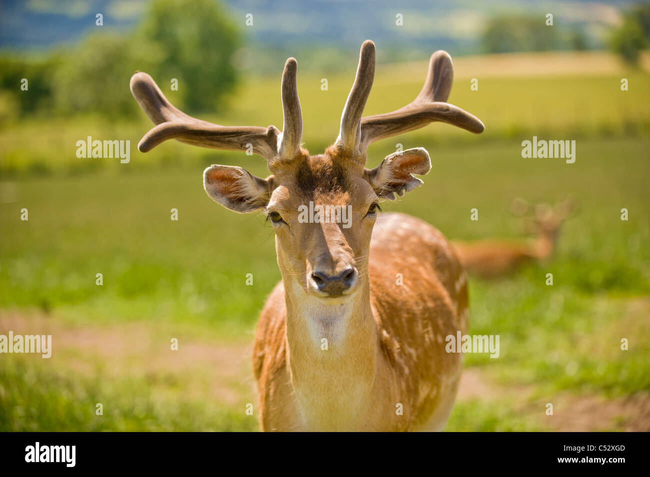 Vista frontale di un giovane cervo maschio in un campo del Regno Unito guardando la telecamera. Foto Stock