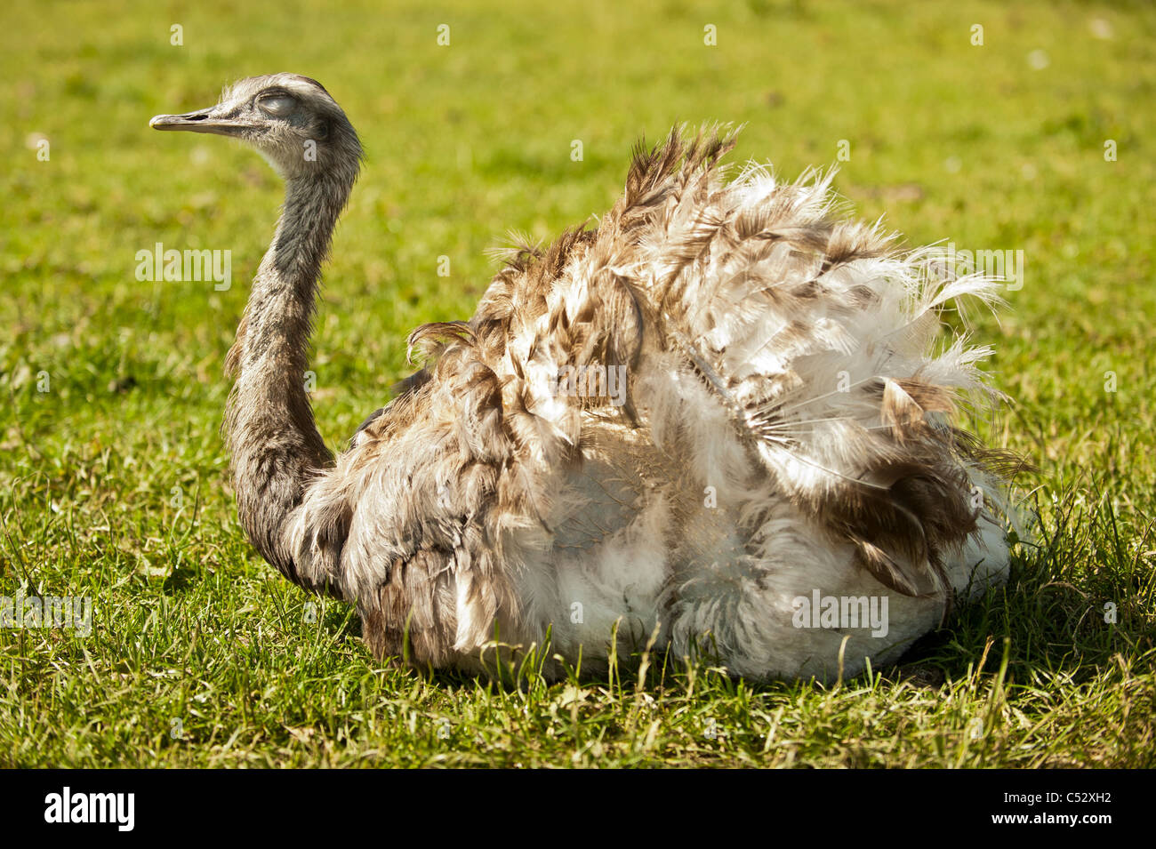 Vista laterale di un Rhea seduto con le sue piume d'ala fluffed in su per regolare la sua temperatura corporea in una giornata calda di sole. Foto Stock
