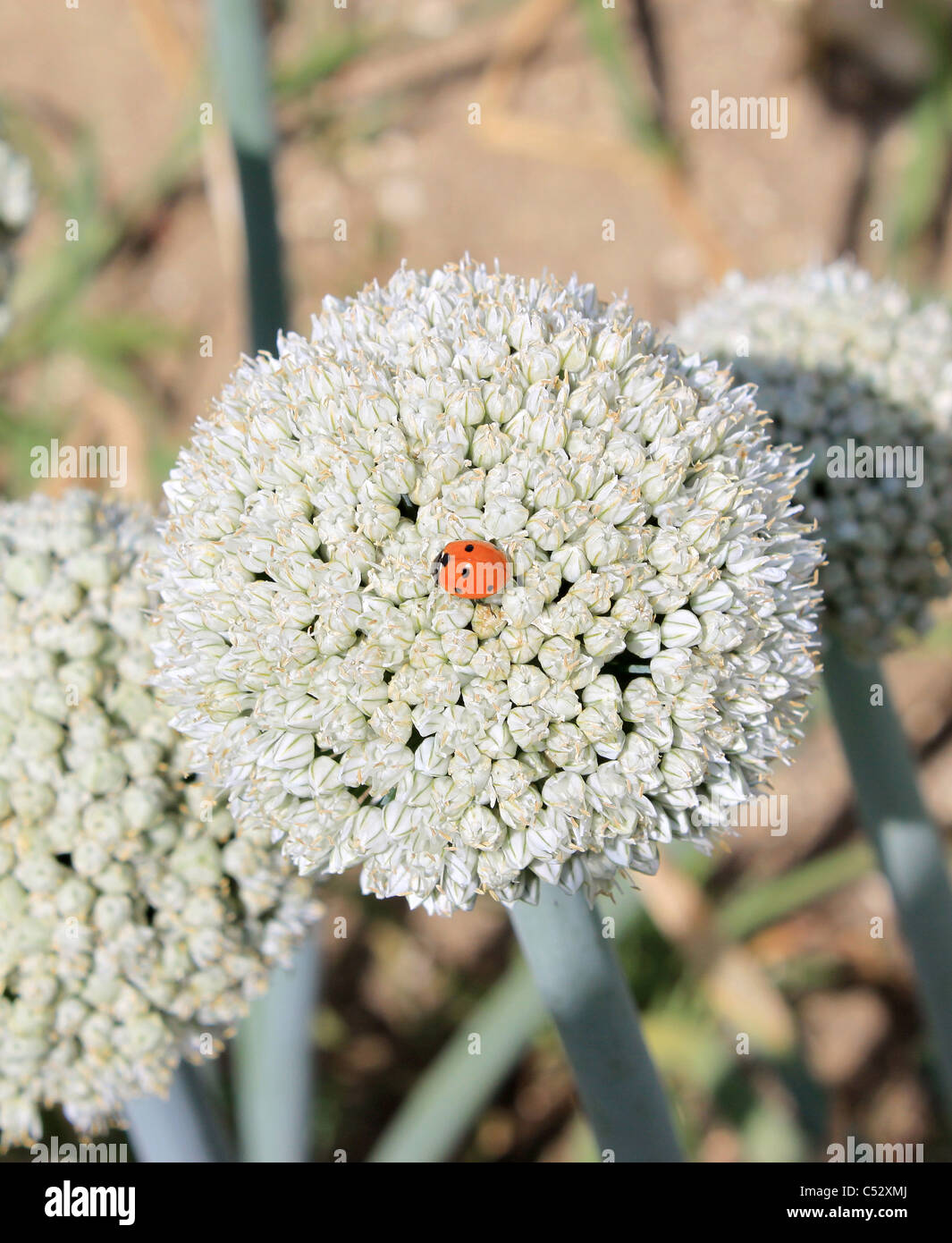 Una coccinella su un fiore di close-up di cipolle Foto Stock