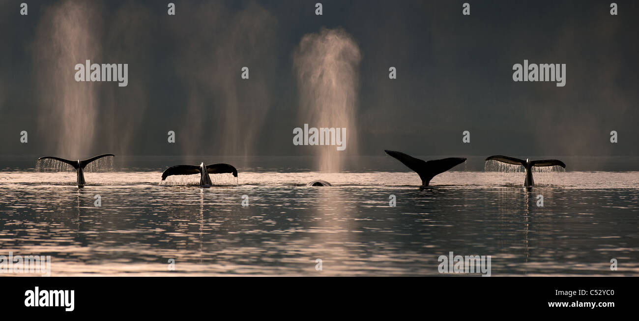 Un gruppo di balene Humpback dive verso il basso come si alimenta in Stephens passaggio nei pressi Admiralty island, all'interno del passaggio, Alaska Foto Stock