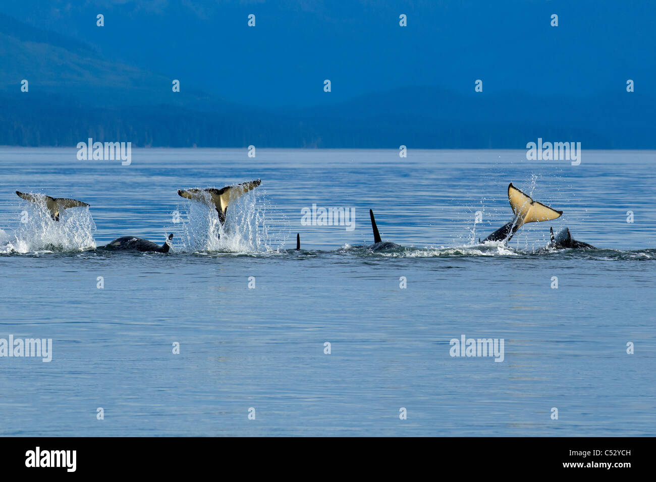 Orca balene scherzosamente schiaffo loro code in corrispondenza della superficie di Chatham stretto, il passaggio interno, a sud-est di Alaska, estate Foto Stock