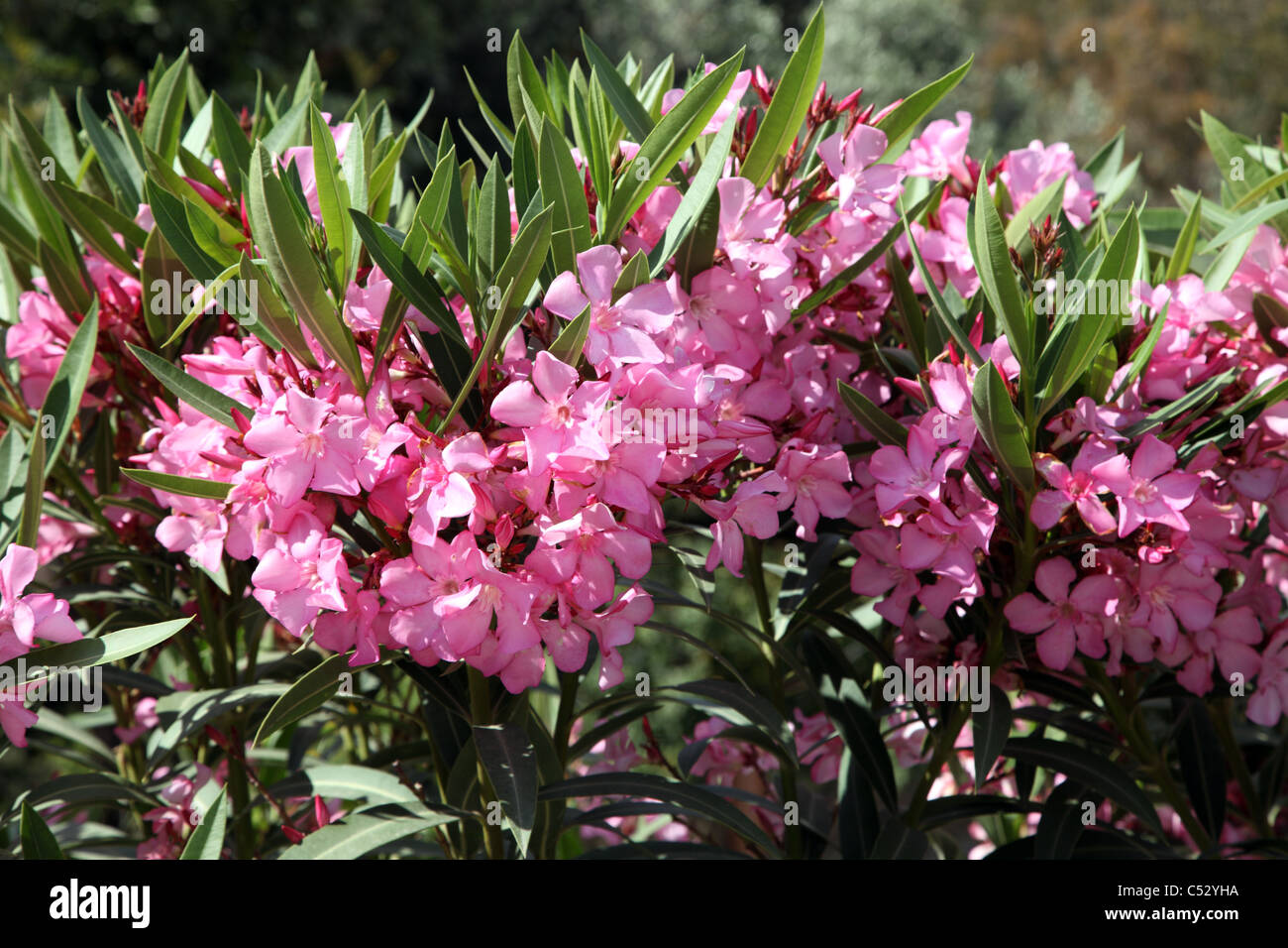 Nerium oleander, evergreen fioritura arbusto, dogbane famiglia Foto Stock