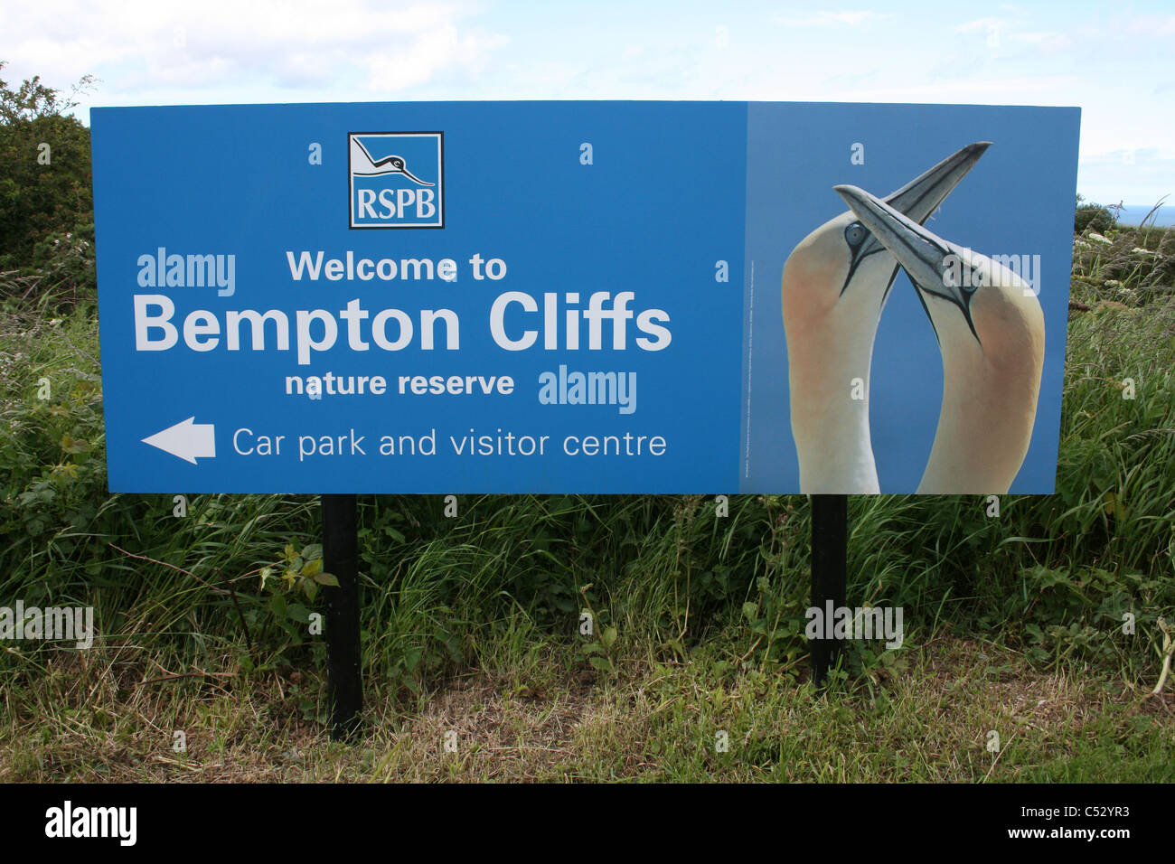 Bempton Cliffs RSPB riserva segno, East Yorkshire, Regno Unito Foto Stock