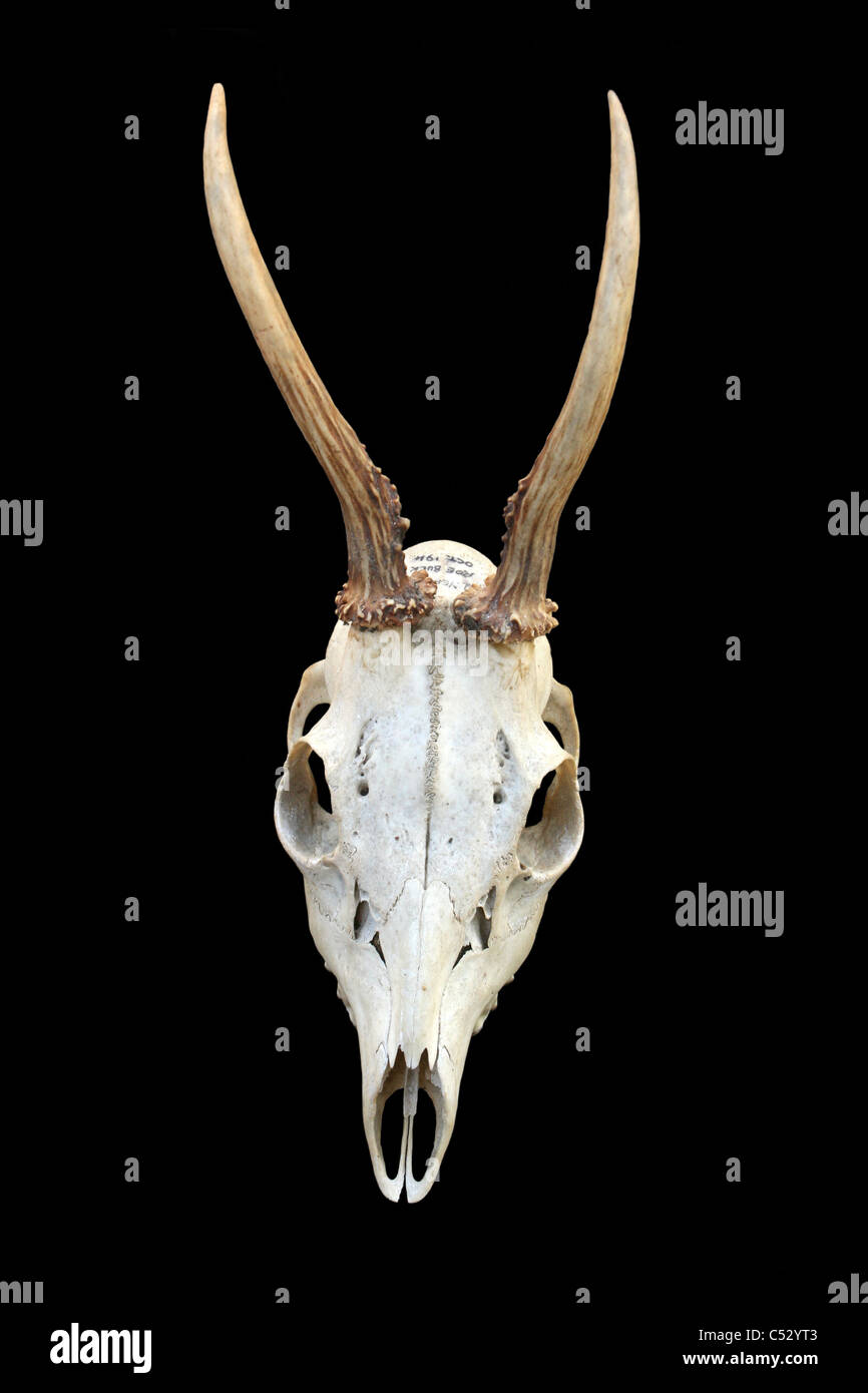Vista superiore del cranio e corna di un due-anno europeo di capriolo Capreolus capreolus Buck Foto Stock