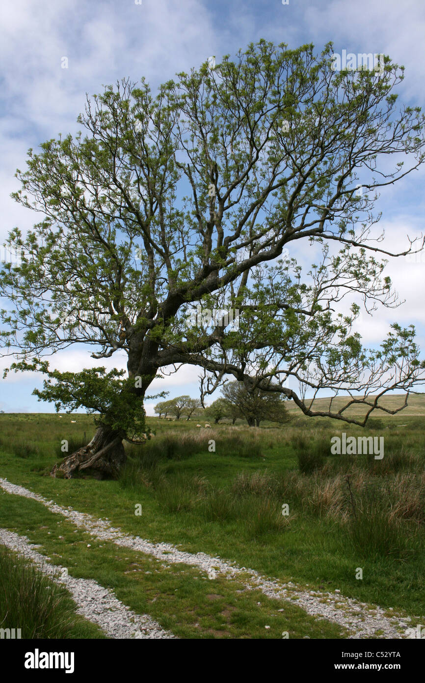 Un vecchio albero sorge su una fattoria via stock suddetti serbatoio, Lancashire Foto Stock