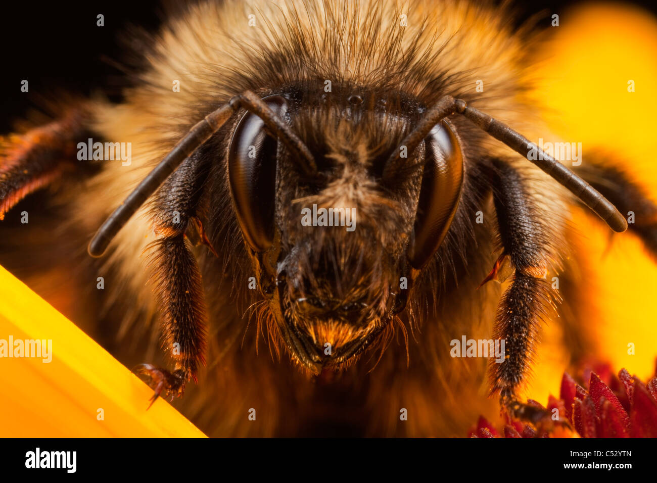 Vista macro di bumblebee in appoggio al mattino presto su un fiore di Calendula, chiamato anche Calendula, Kodiak, Alaska Foto Stock