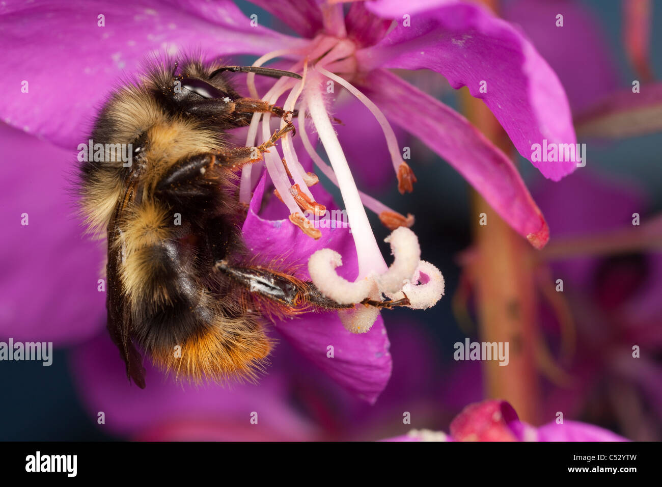 Vista macro di bumblebee in appoggio su di un fiore di Fireweed, Kodiak, Southwest Alaska, estate Foto Stock