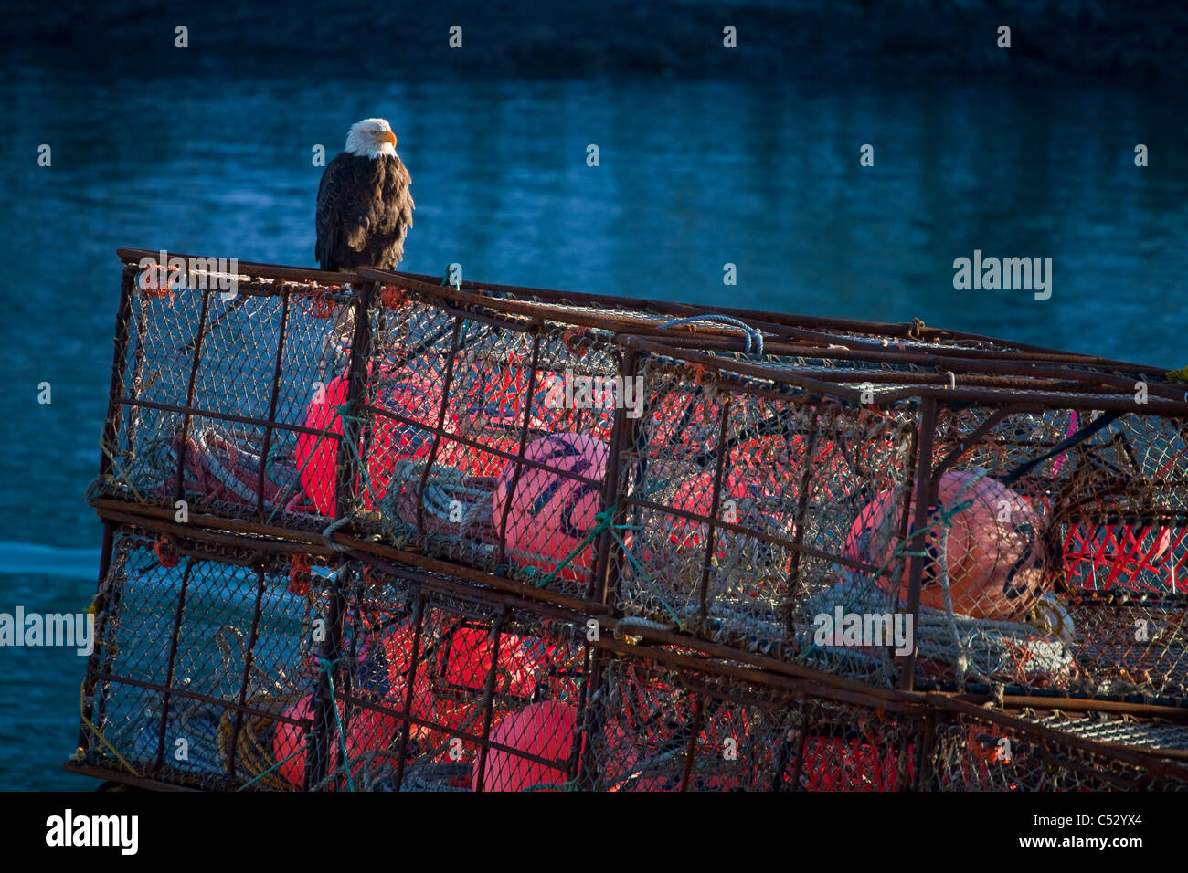 Aquila calva arroccato su un granchio pot vicino al canale di flottazione transitoria nel centro cittadino di Kodiak, Southwest Alaska, inverno Foto Stock