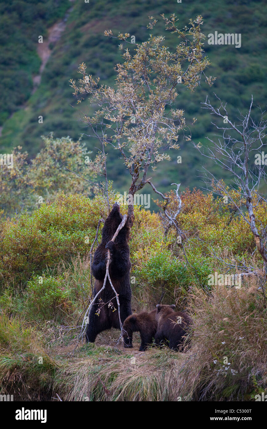 Orso bruno seminare sfrega contro un albero a prendersi cura di un prurito mentre i cuccioli a guardare, Kinak Laguna, Katmai National Park, Alaska Foto Stock