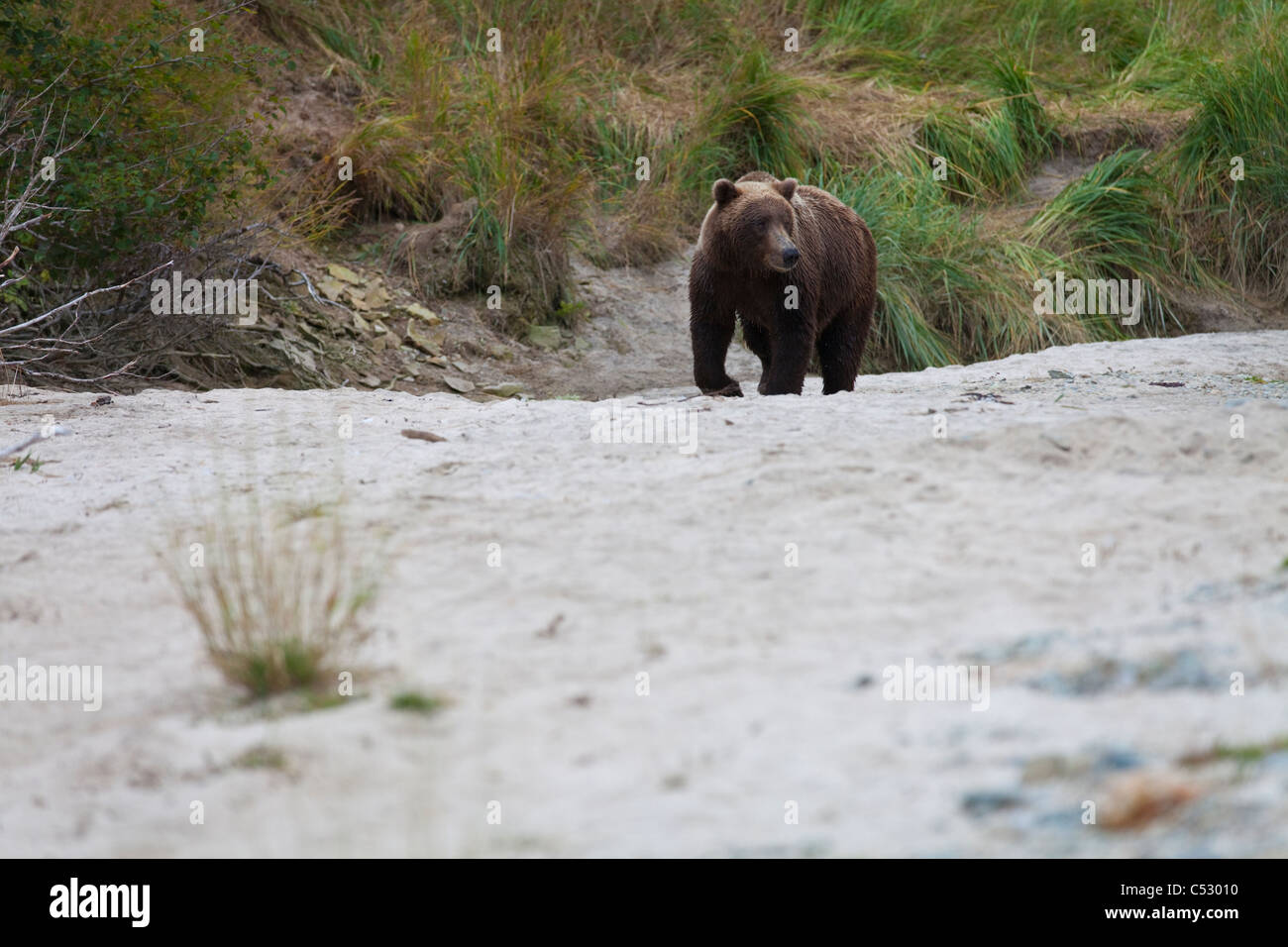 Orso bruno passeggiate sulla spiaggia di Kinak Laguna, Parco Nazionale e Riserva di Katmai, Alaska Peninsula, Southwest Alaska, caduta Foto Stock