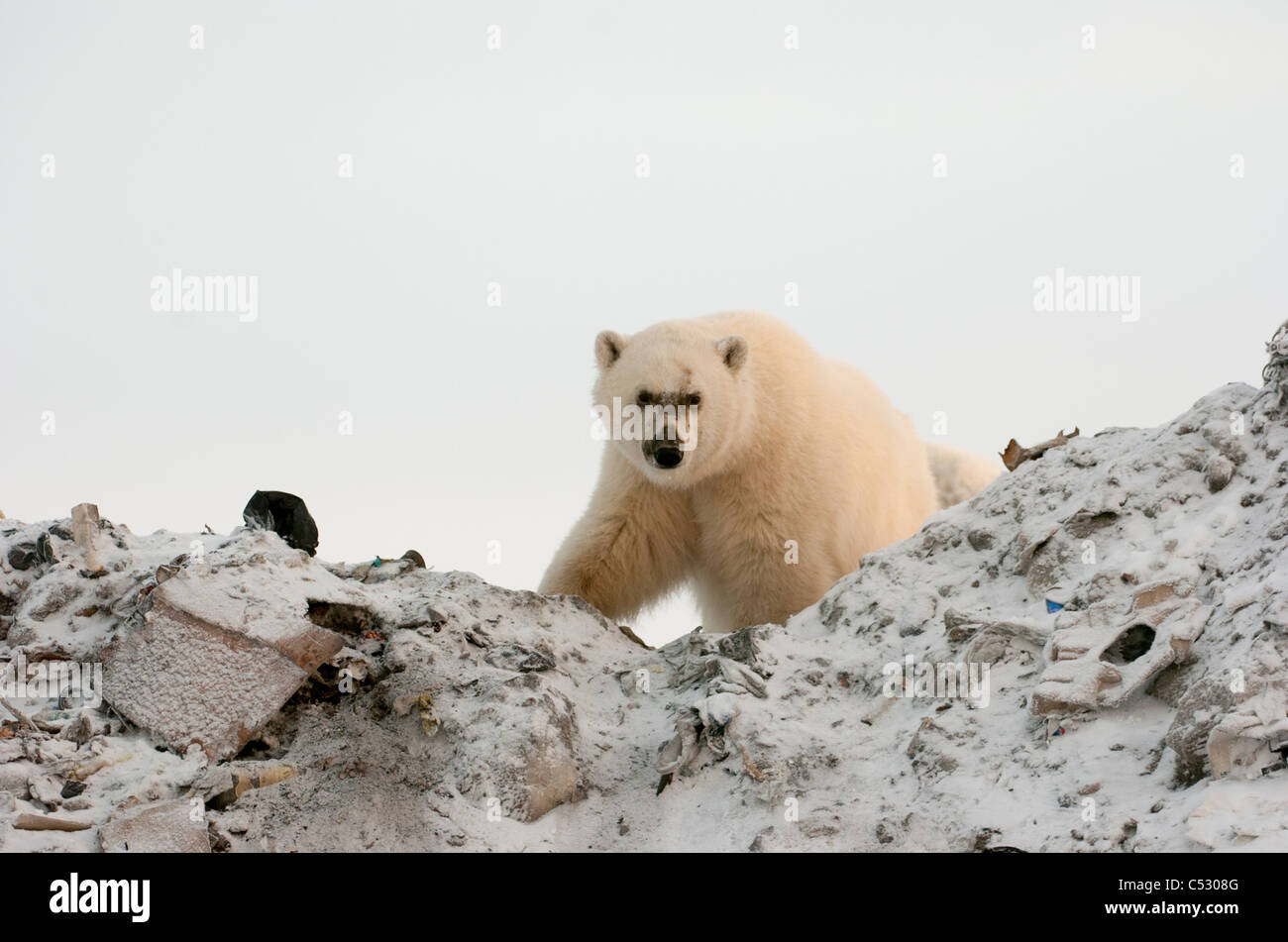 Orso polare rovistando in una discarica di rifiuti, Churchill Manitoba, Canada, inverno Foto Stock