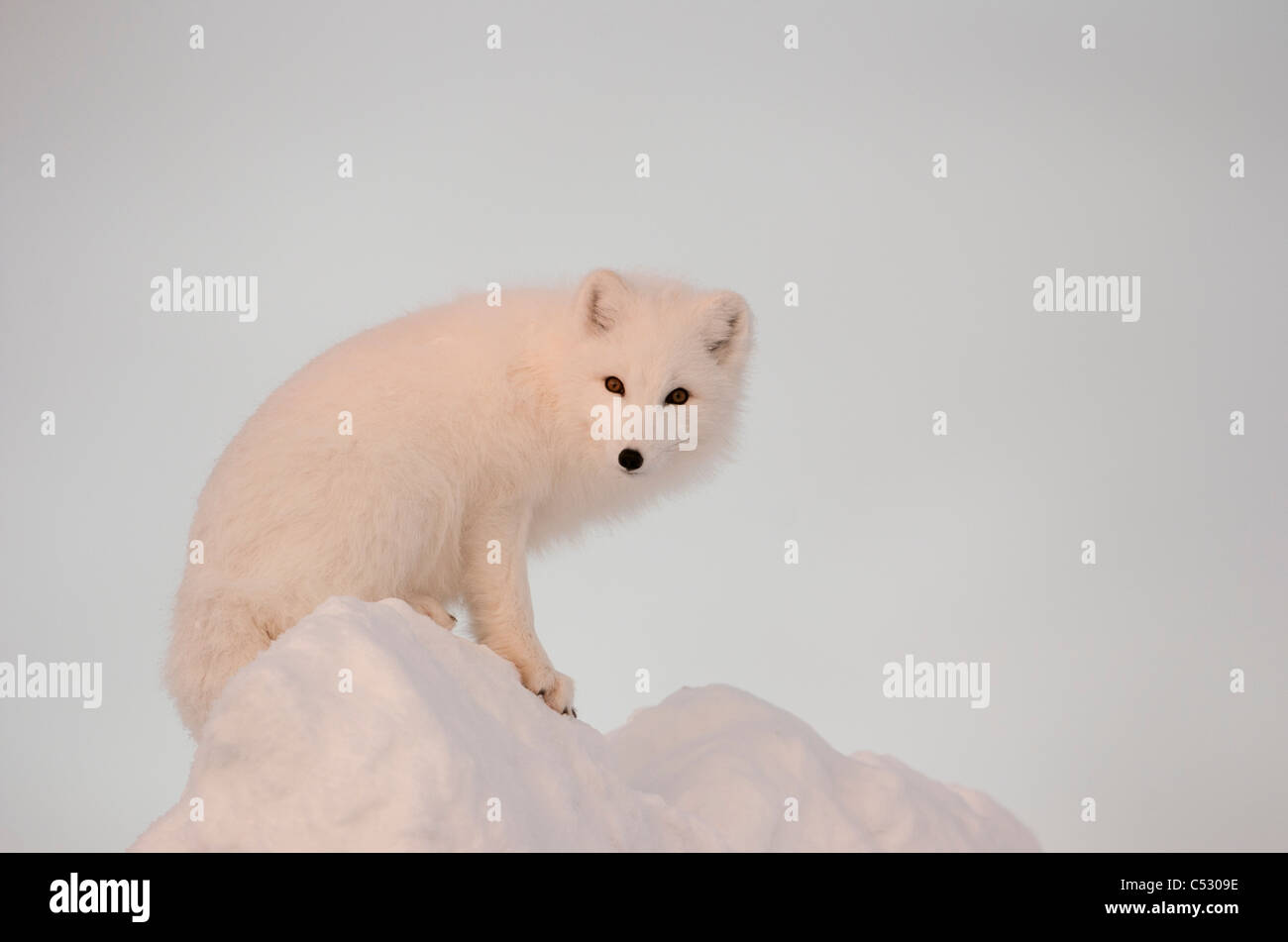 Arctic Fox si erge nel tardo pomeriggio di sole sulla sommità di un grande pezzo di ghiaccio, Churchill, Manitoba Canada, inverno Foto Stock