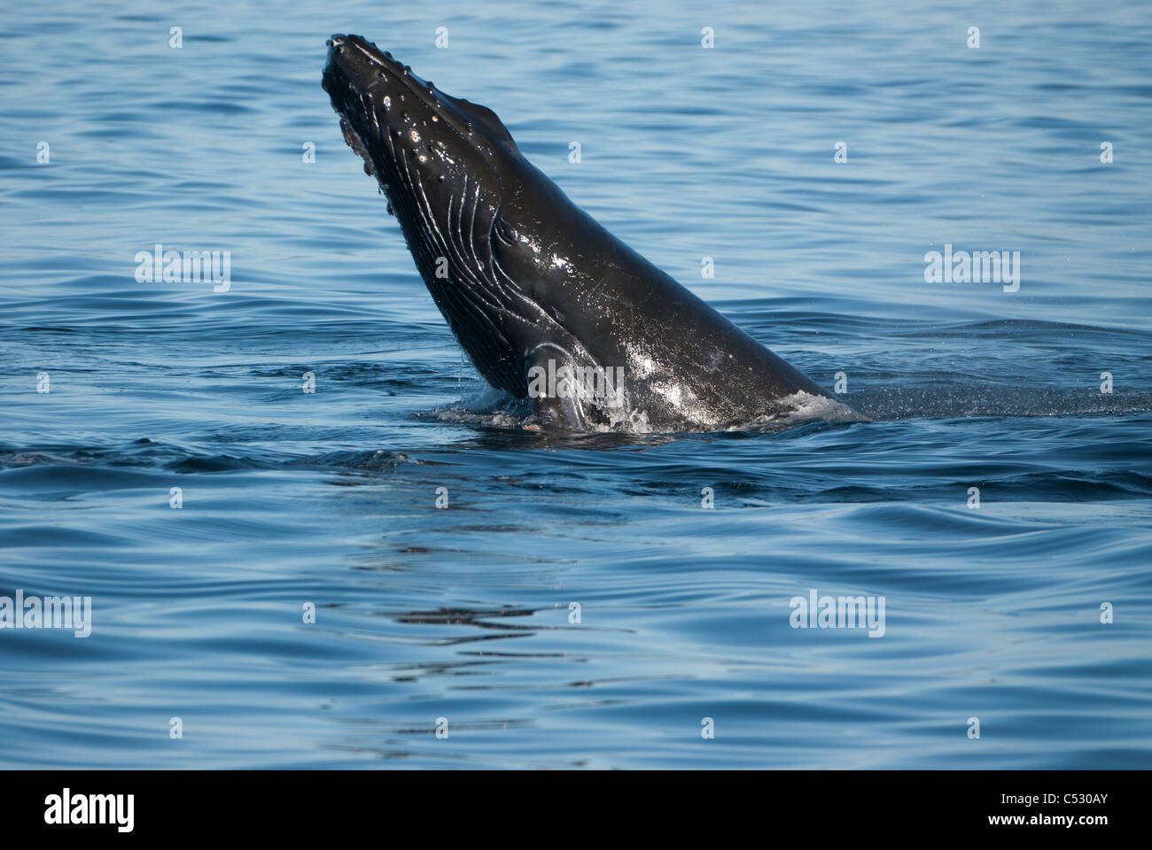 Humpback Whale mento slapping in Frederick Suono, all'interno di passaggio, a sud-est di Alaska, estate Foto Stock