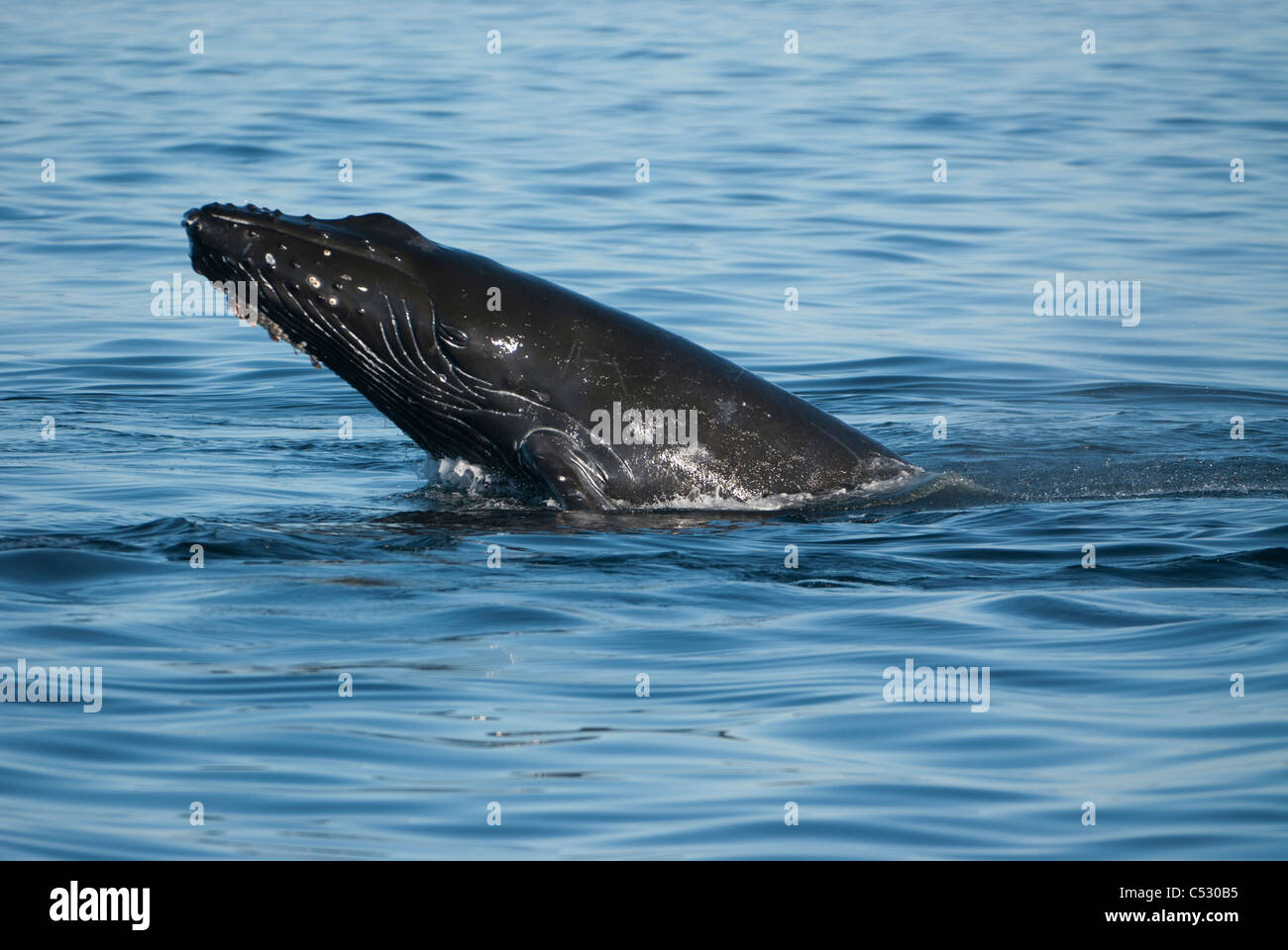 Humpback Whale mento slapping in Frederick Suono, all'interno di passaggio, a sud-est di Alaska, estate Foto Stock