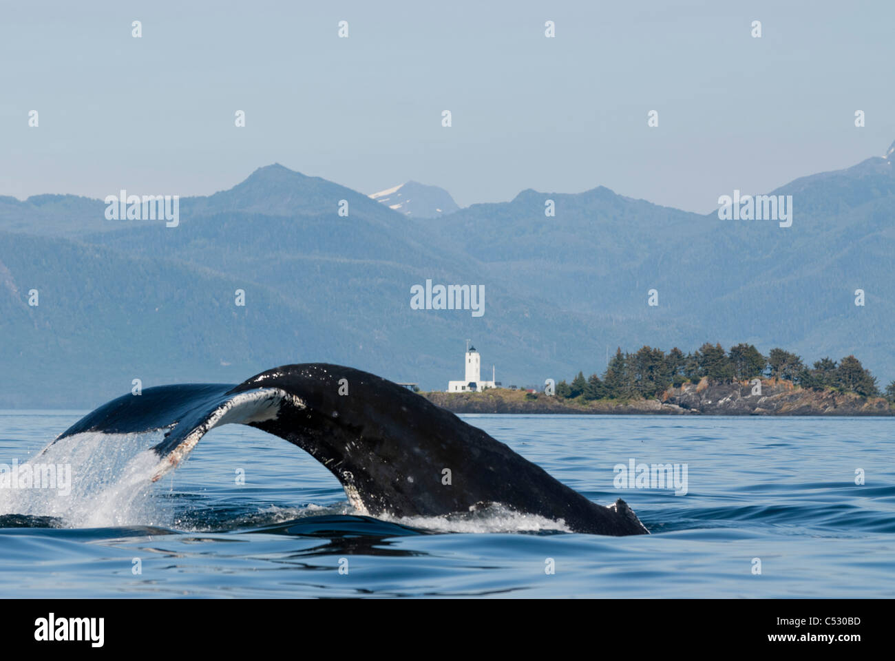 Humpback Whale diving con fluke visibile e cinque dita faro in background, Federico Suono, passaggio interno, Alaska Foto Stock