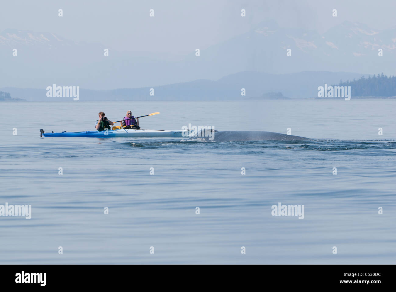 Humpback Whale superfici vicino al mare kayakers in Frederick Suono, all'interno di passaggio, a sud-est di Alaska, estate Foto Stock