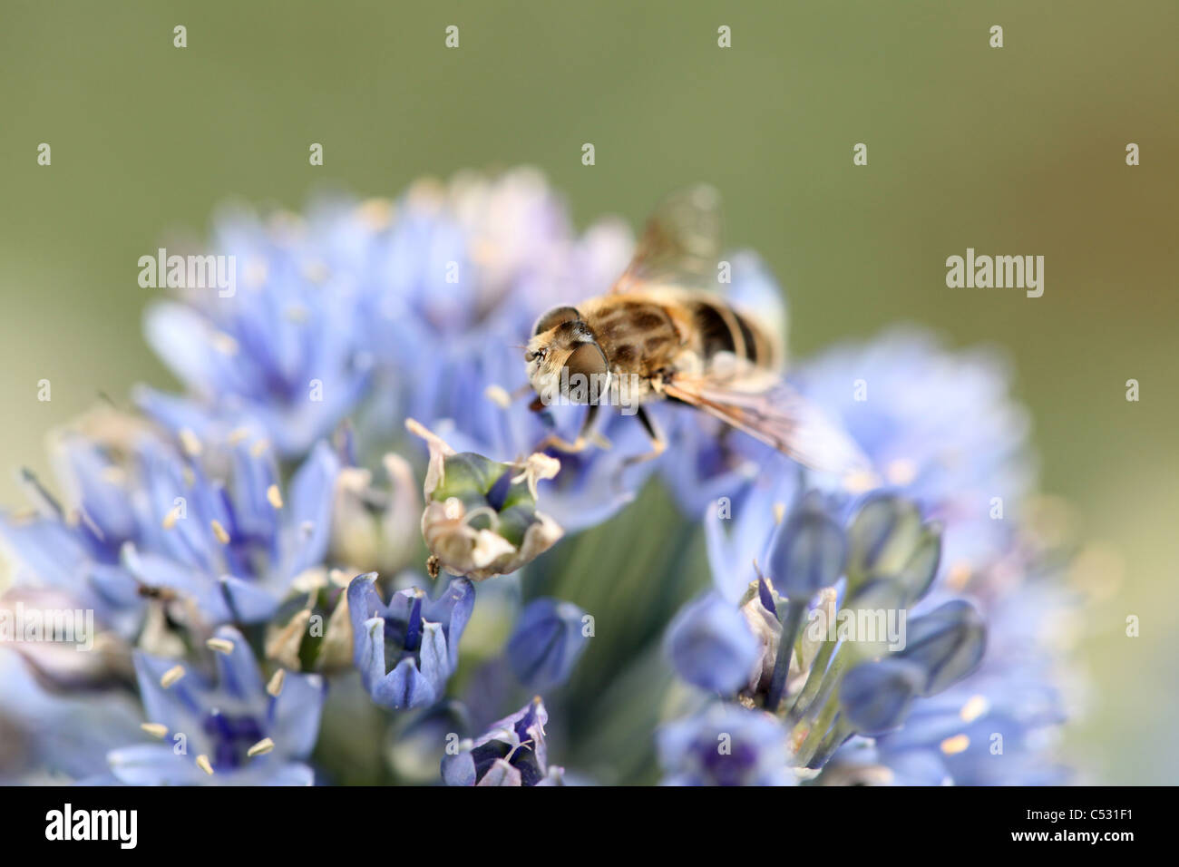 Hoverfly femmina (Sericomyia silentis) su un viola allium caeruleum, giardino di Norfolk, Regno Unito. Foto Stock