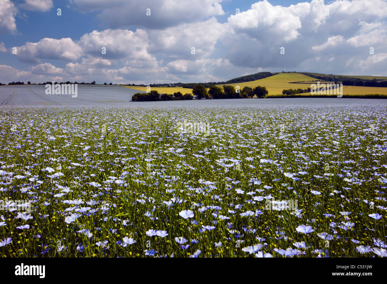 Campo di lino vicino a Exton, Hampshire, Inghilterra. Foto Stock