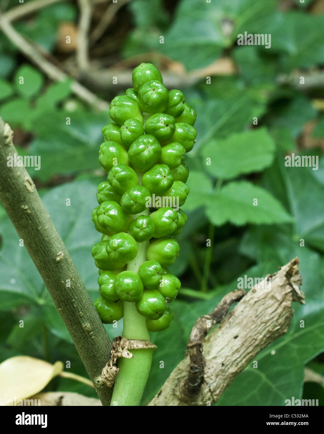 Selvatica Arum (Arum Maculatum) Sementi di testa. Noto anche come "Signori e Signore', 'Jack sul pulpito " o " il cuculo pinta'. East Sussex Regno Unito Foto Stock