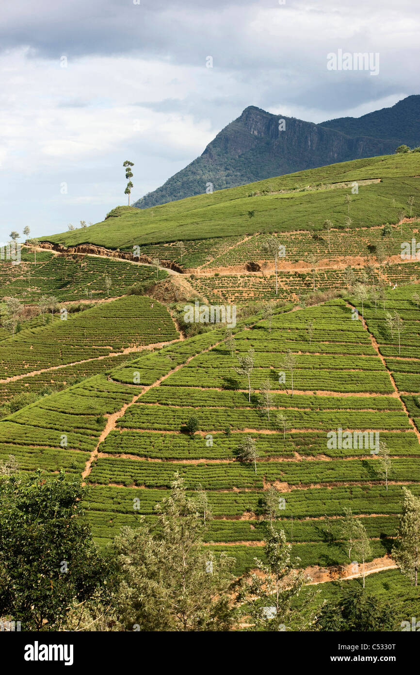 Le piantagioni di tè coprire la collina. Nuwara Eliya. Lo Sri Lanka. Foto Stock