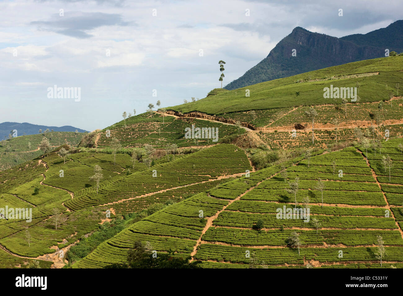 Le piantagioni di tè coprire la collina. Nuwara Eliya. Lo Sri Lanka. Foto Stock