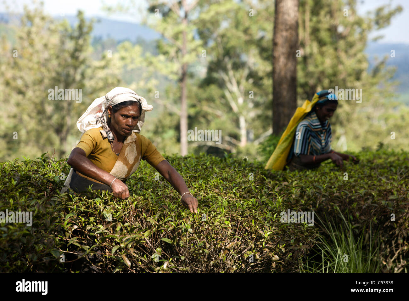 Donna Tamil raccoglitori di tè. Nuwara Eliya. Lo Sri Lanka. Foto Stock