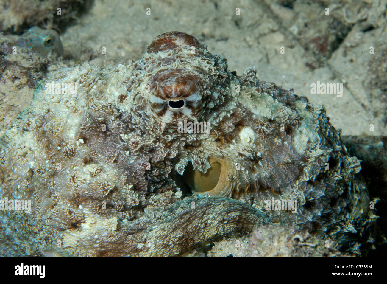 Un comune Reef Octopus su una scogliera in Indonesia. Foto Stock
