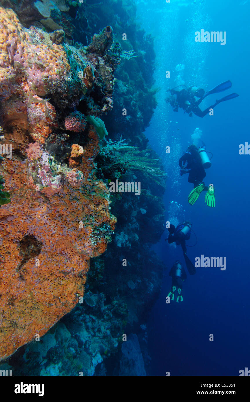 I subacquei lungo una parete con una spugna arancione in Indonesia. Foto Stock