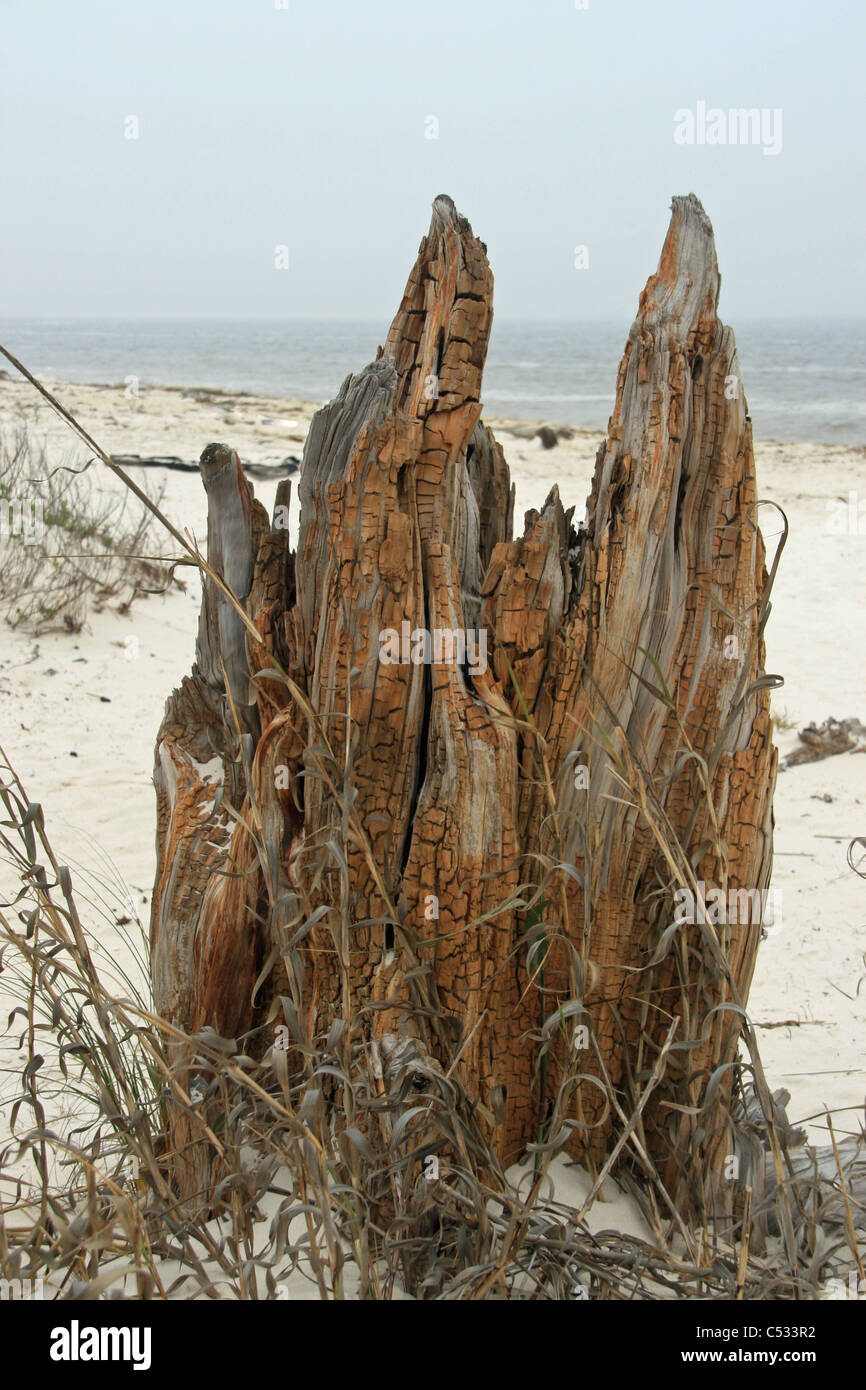 Driftwood albero morto sulla spiaggia con mare di avena e la spiaggia del golfo del Messico in background Foto Stock