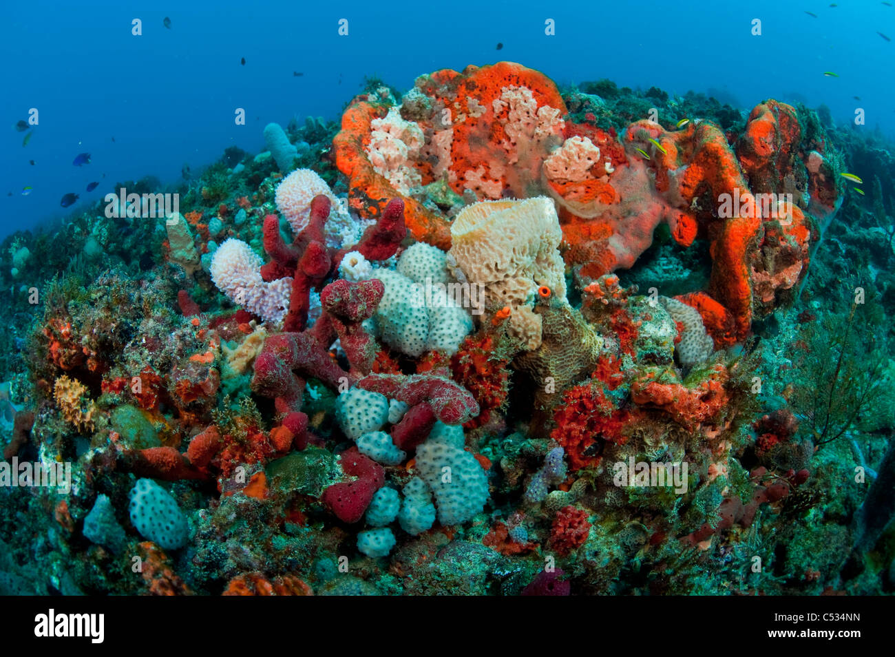 Coral Reef in Palm Beach, Florida con un assortimento di invertebrati e specie di pesci. Foto Stock