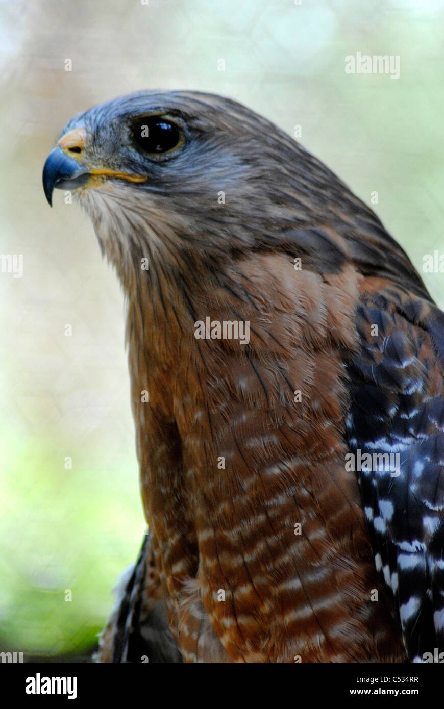 Uccello della preda Foto Stock