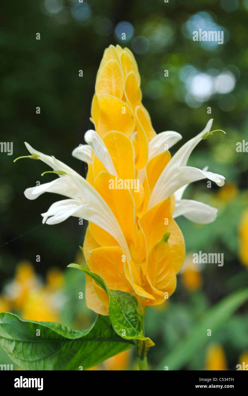 Pachystachys lutea Diana Foto Stock