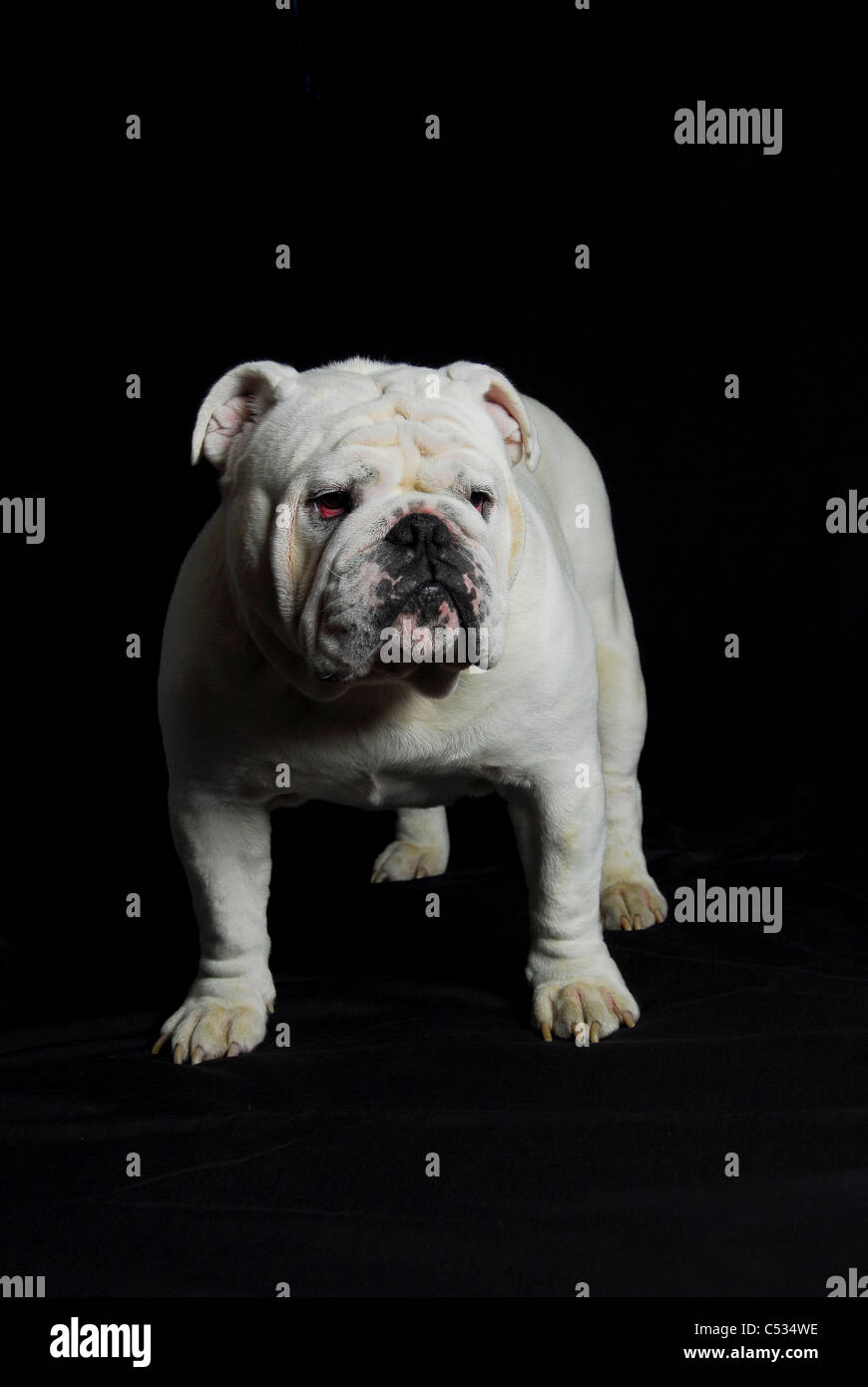 Bulldog Foto Stock