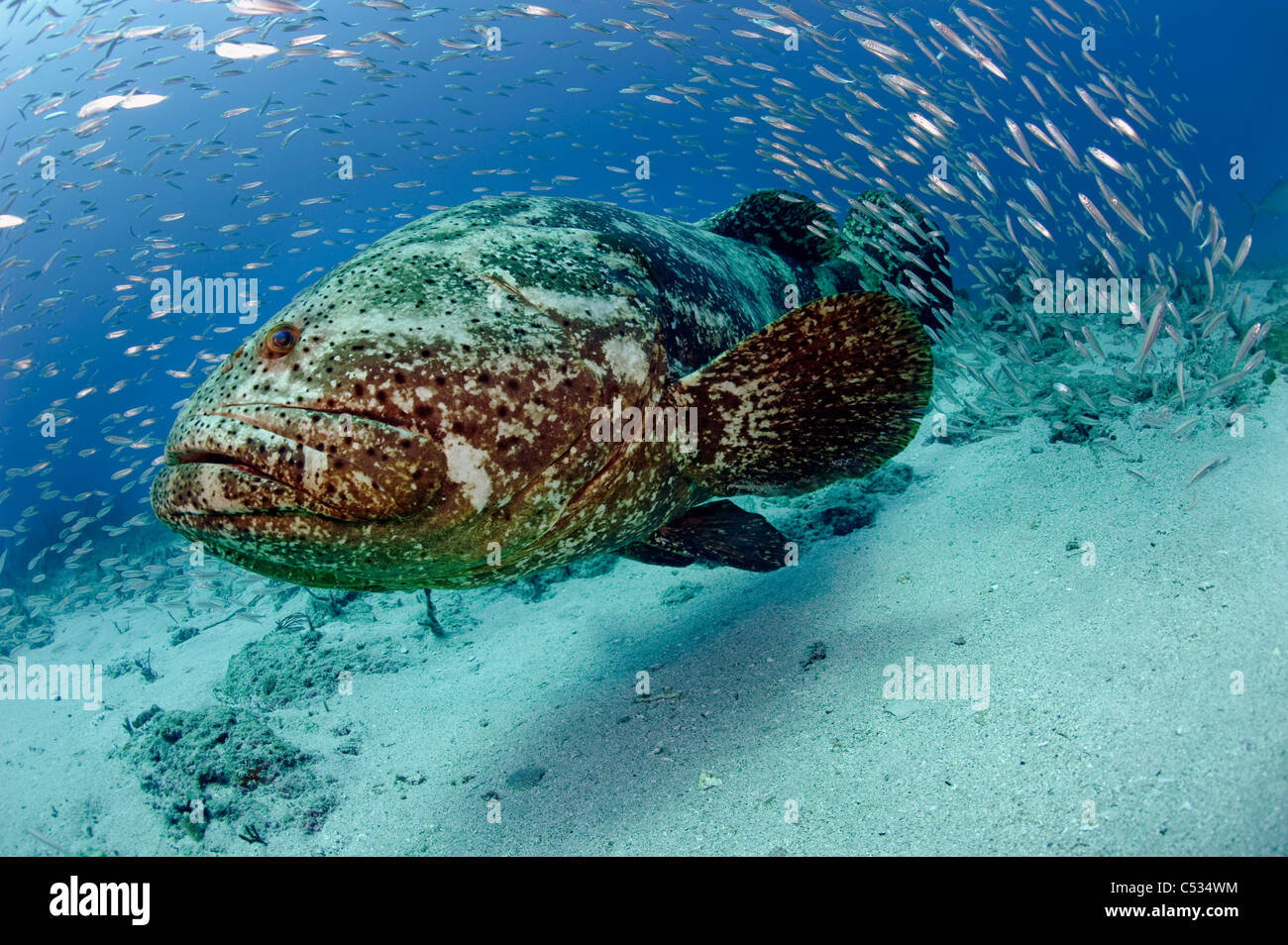 Golia raggruppatore (Epinephelus itajara) circondato da baitfish in Palm Beach, FL. In via di estinzione. Foto Stock
