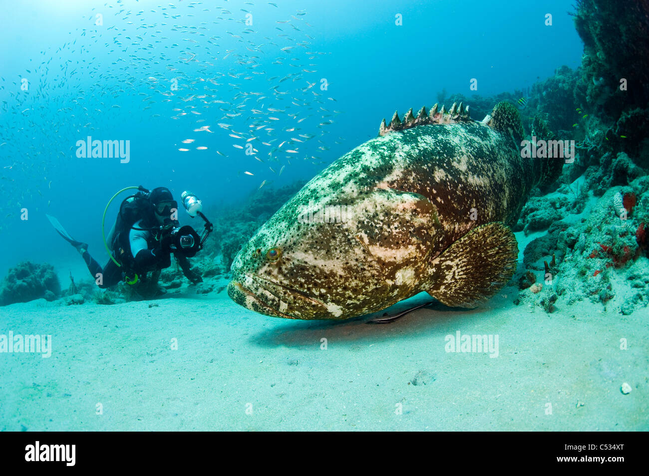 Scuba Diver e Golia raggruppatore (Epinephelus itajara) in Palm Beach, FL. Protette e a rischio di estinzione Foto Stock