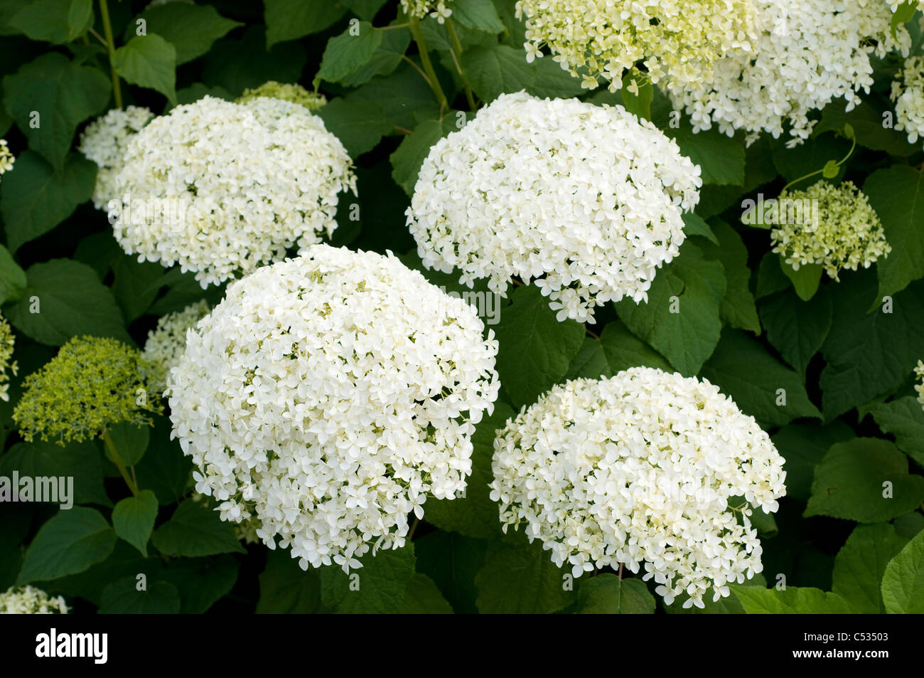 Hydrangea arborescens " Annabelle' Foto Stock