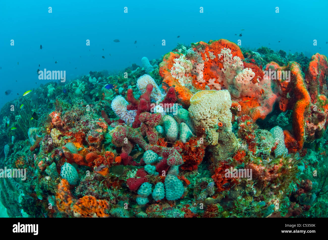 Coral Reef in Palm Beach, Florida con un assortimento di invertebrati e specie di pesci. Foto Stock